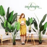 Cây Trang Trí - Bộ Cây Chuối Xẻ Quạt Giả Cao Cấp Cỡ Lớn