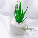 Sen Đá Silicol Nha Đam 1128