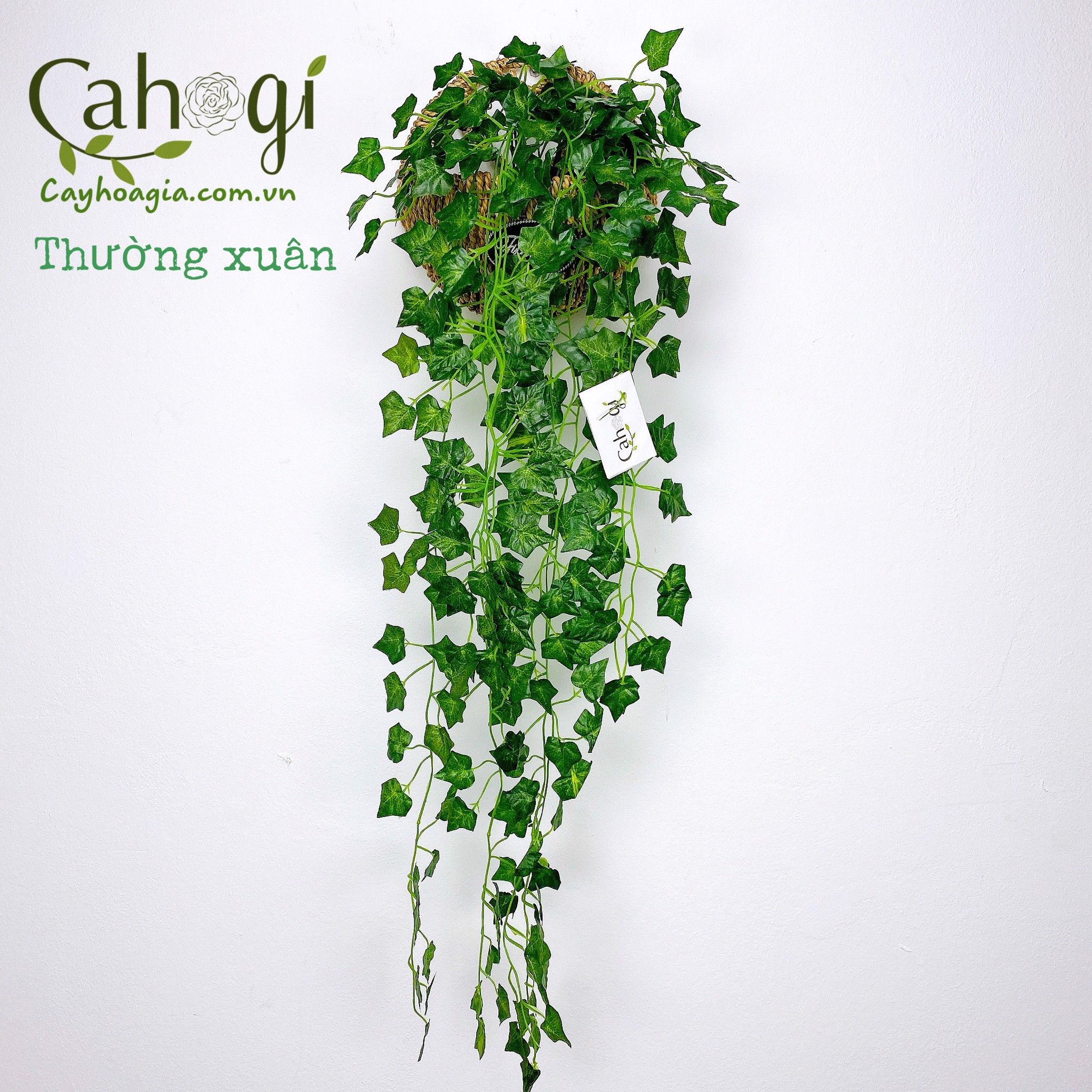 Chùm Cây Dây Leo Giả Trang Trí Các Mẫu Dài 96 cm : Vạn Niên Thanh, Lá Nho, Rau Má  Nhật, Trầu Bà, Thường Xuân