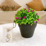 Hoa Giả- Bụi Cỏ 4 Lá Điểm Hoa