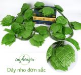 Dây Nho Đơn Sắc 2M2