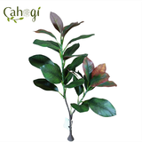 Cây Giả - Ngọn Cây Đa – Cây Si Giả 80 Cm 2 Nhánh