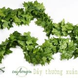 Dây Lá Giả Trang Trí - Bó Dây Leo Trang Trí Các Mẫu Lá To