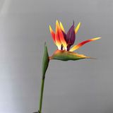 Hoa Giả- Hoa Chuối Thiên Điểu Cao Su Nhiều Màu Sắc 90 cm