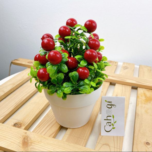 Chau_chery_gia_de_ban_1