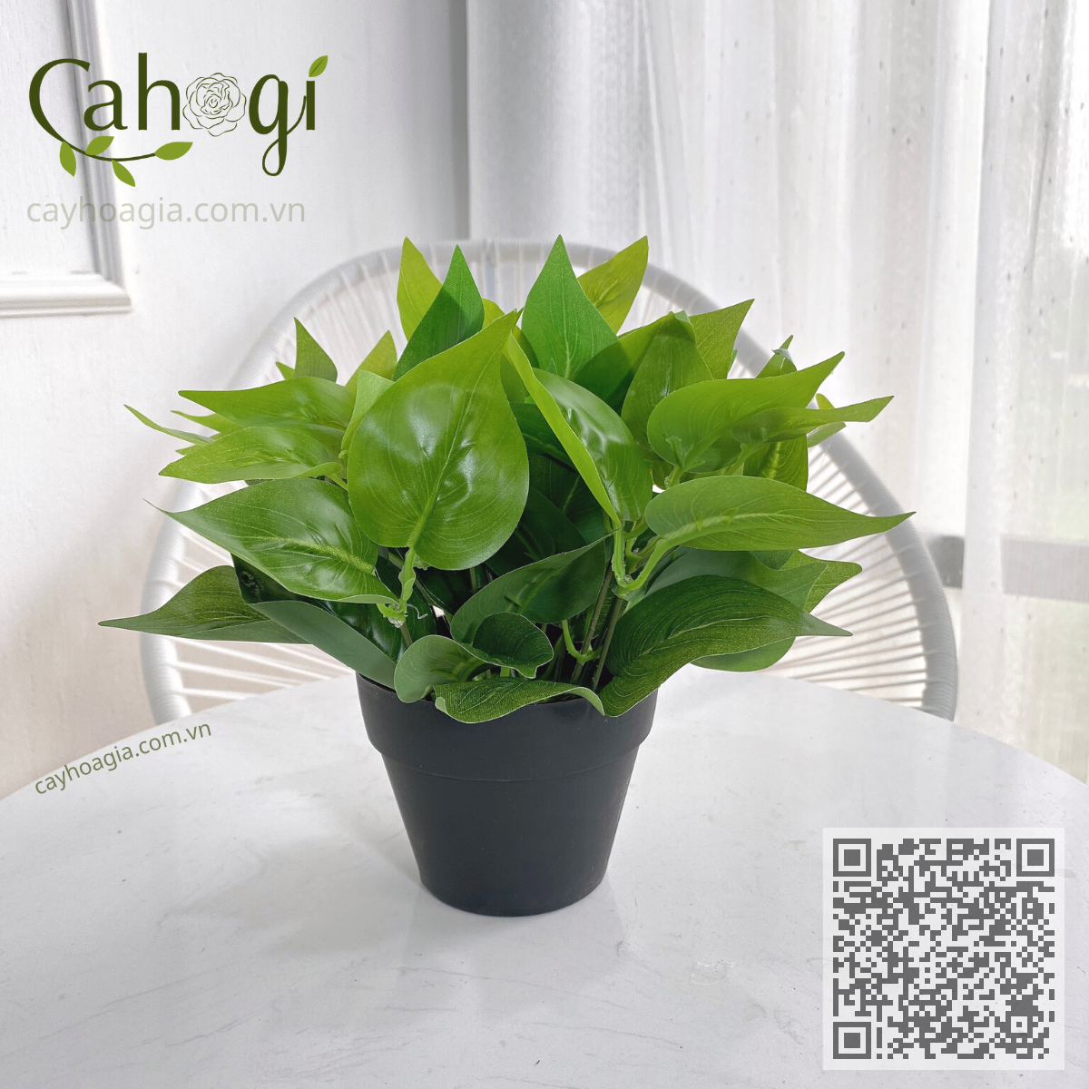 Bộ 1 - Vạn Niên Thanh Lá Xanh