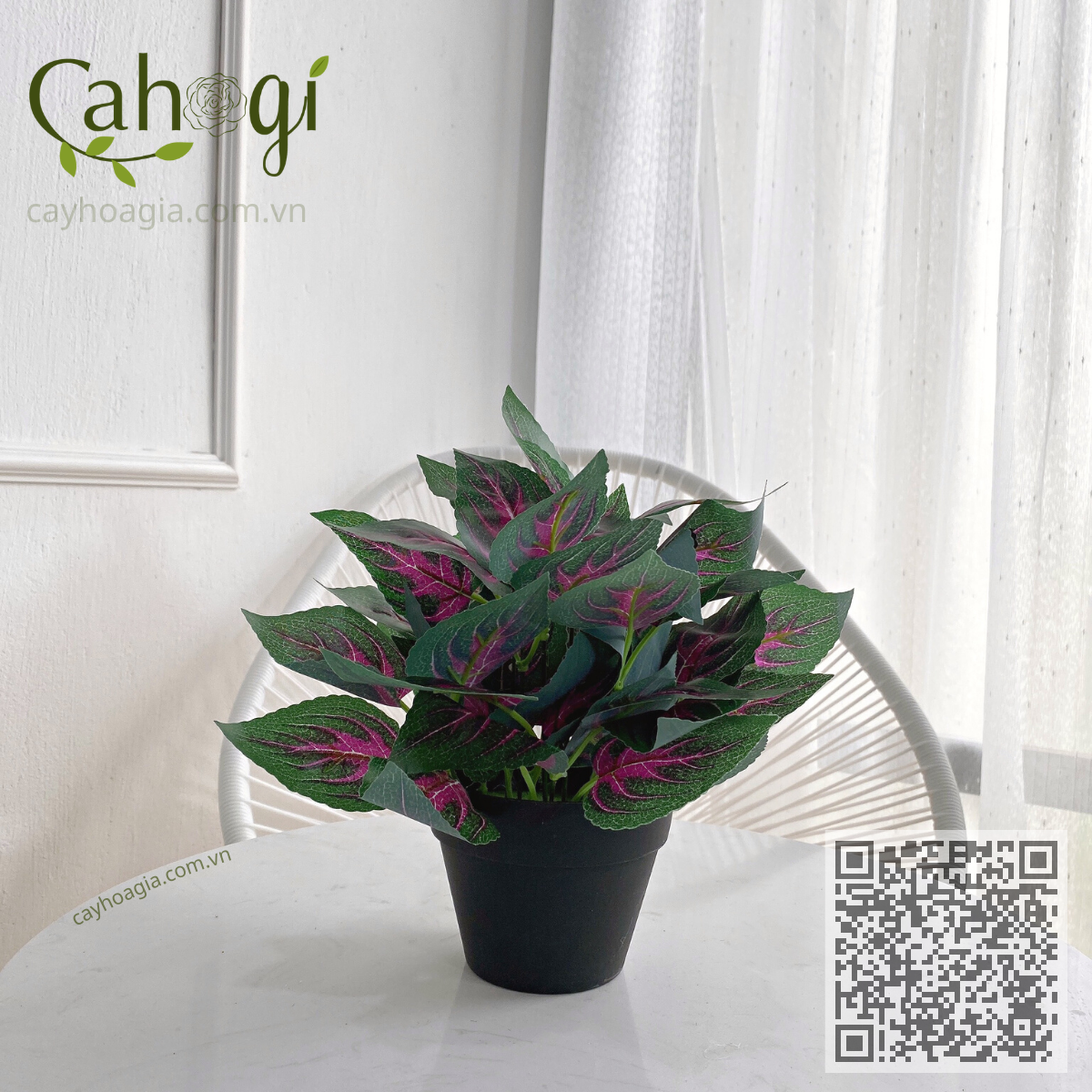 Bộ 1 Chậu Tía Tô Lòng Tím