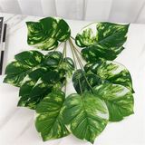 Trầu Bà Lá Tròn Cẩm Thạch 12 Lá 52 Cm