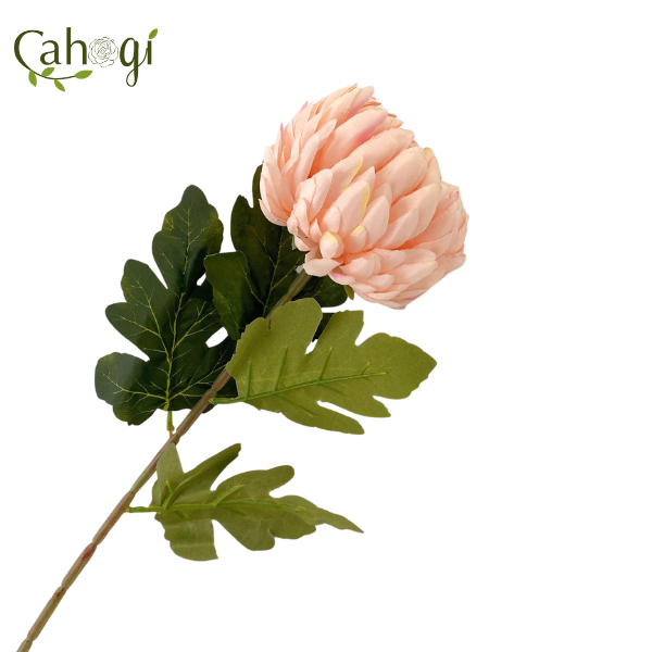 canh-cuc-dai-doa-75cm-1-hong-nhat