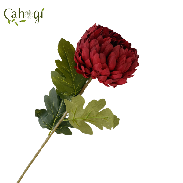 canh-cuc-dai-doa-75cm-do