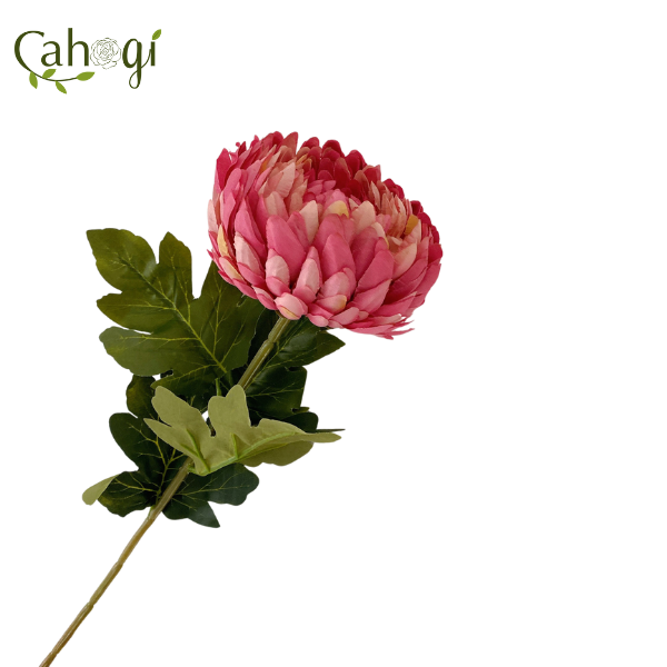 canh-cuc-dai-doa-75cm-hong-sen