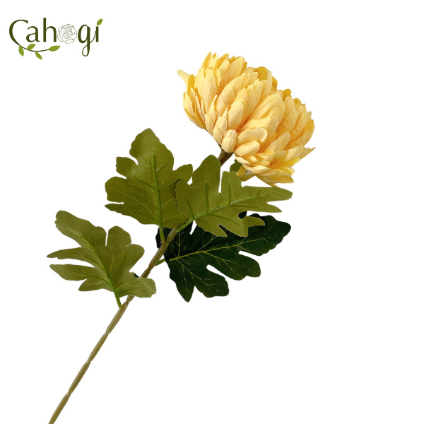 canh-cuc-dai-doa-75cm-vang