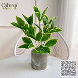 Cây Giả - Cây Lá Gấm Cẩm Thạch 33 Cm