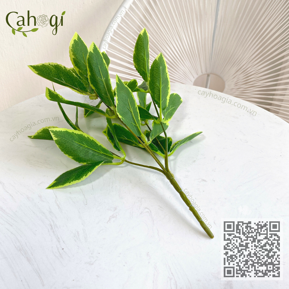 Cây Lá Gấm Cẩm Thạch 33 Cm