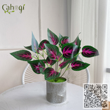 Cây Tía Tô 2 Màu 35 Cm