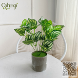 Cây Giả Trang Trí - Cây Vạn Niên Thanh 33 Cm Lá Sọc