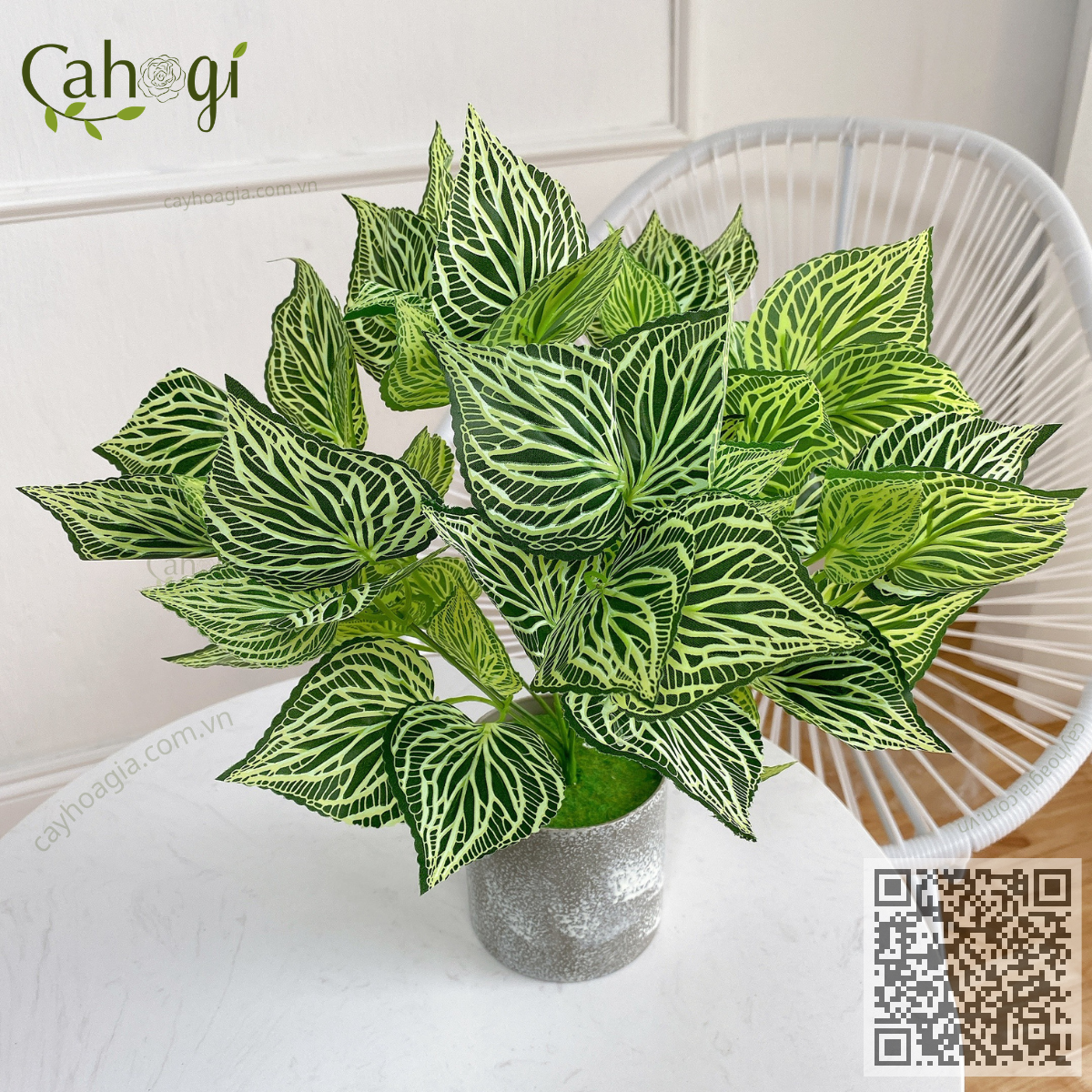 Cây Nhựa Lá Sọc Vằn Trang Trí 35 Cm
