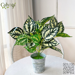 Chậu Hoa Tết Cắm Sẵn- Chậu Đào Đông Đỏ Cắm Sẵn Điểm Vàng Kim 40x25x12 Cm