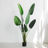 Cây Trang Trí - Bộ Cây Chuối Xẻ Quạt Giả Cao Cấp Cỡ Lớn