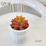 Chậu Xương Rồng Cắm Sẵn Nhiều Mẫu