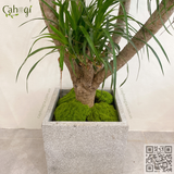 Combo 5 Cục Rêu Giả Trang Trí 12cm-15cm Cao Cấp