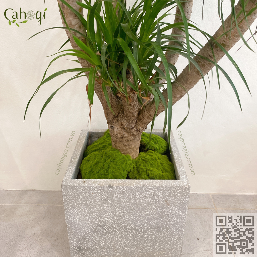 cuc-tham-reu-trang-tri-co-nhung-min