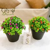 Hoa Giả- Bụi Cỏ 4 Lá Điểm Hoa