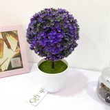 Chậu Cẩm Tú Cầu 6 Màu 996