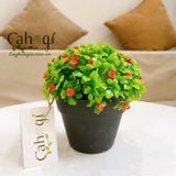 Hoa Giả- Bụi Cỏ 4 Lá Điểm Hoa