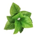 Cây Giả - Cây Thiên Niên Kiện 9 Lá 30 Cm