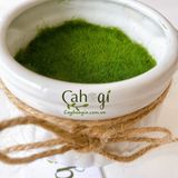 Chậu Nồi Sứ Mini Size