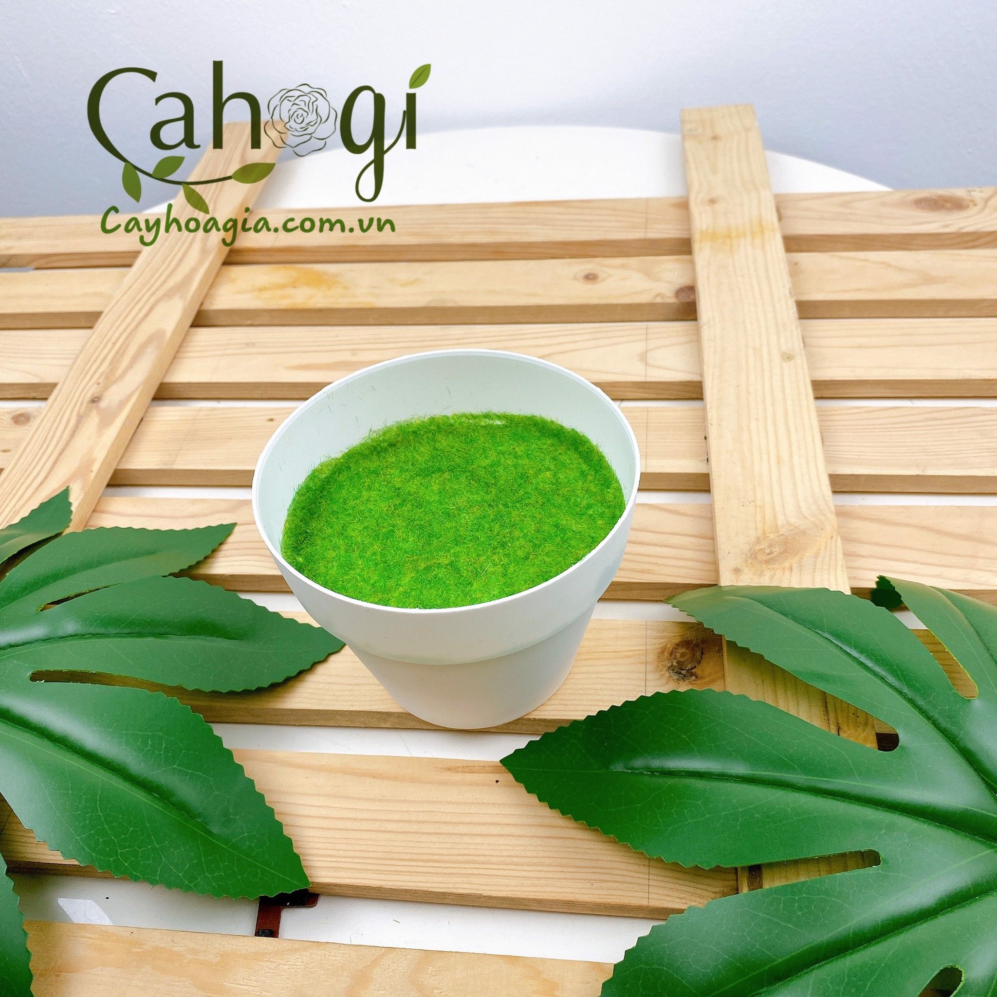 Chau_nhua_cam_hoa_phu_co_1