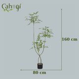 Cây Giả Cây Nam Thiên Trúc Nhiều Kích Thước Lá Vải Nhựa