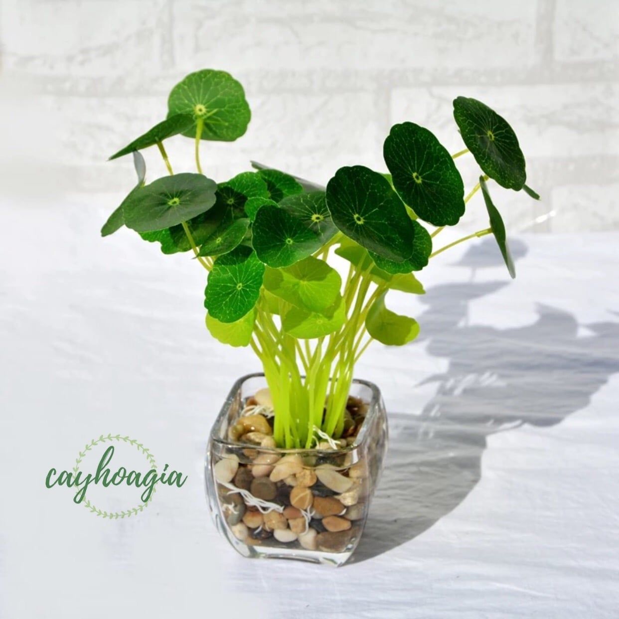 Rau_ma_nhat_tieu_canh