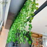 Thi Công Giàn Cây Leo Rủ Tại Toà Nhà Go Global Bắc Ninh