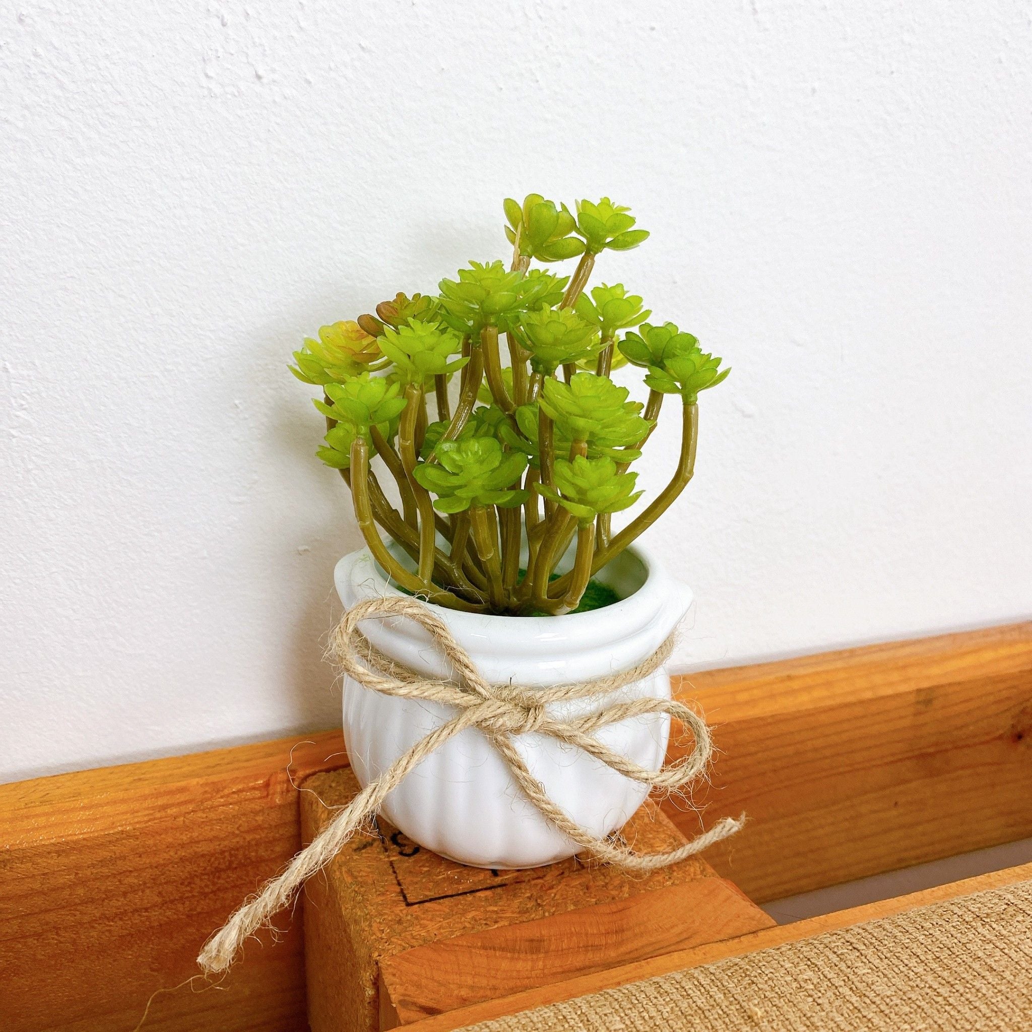 Chau_xuong_rong_gia_de_ban_3