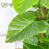 Cây Trang Trí - Cây Trầu Bà Giả 150 cm