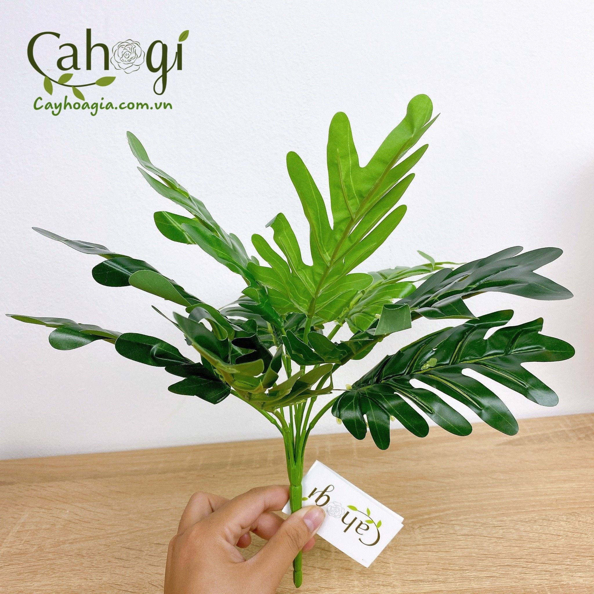 Cây Nhựa Cây trầu Bà Thanh Xuân