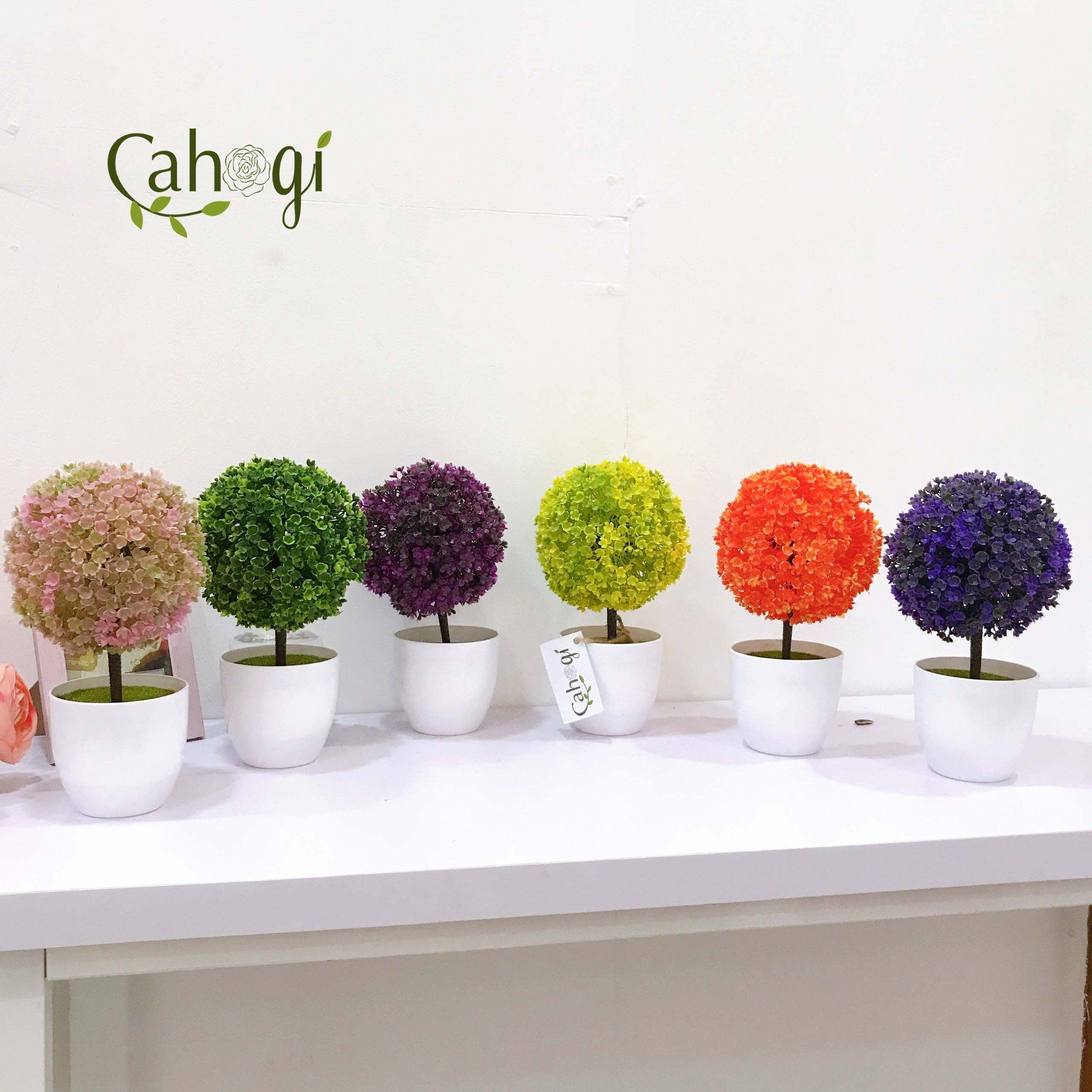 Chau_cay_cam_tu_cau-trang_tri