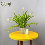 Cây Giả - Cây Lan Chi Nhựa