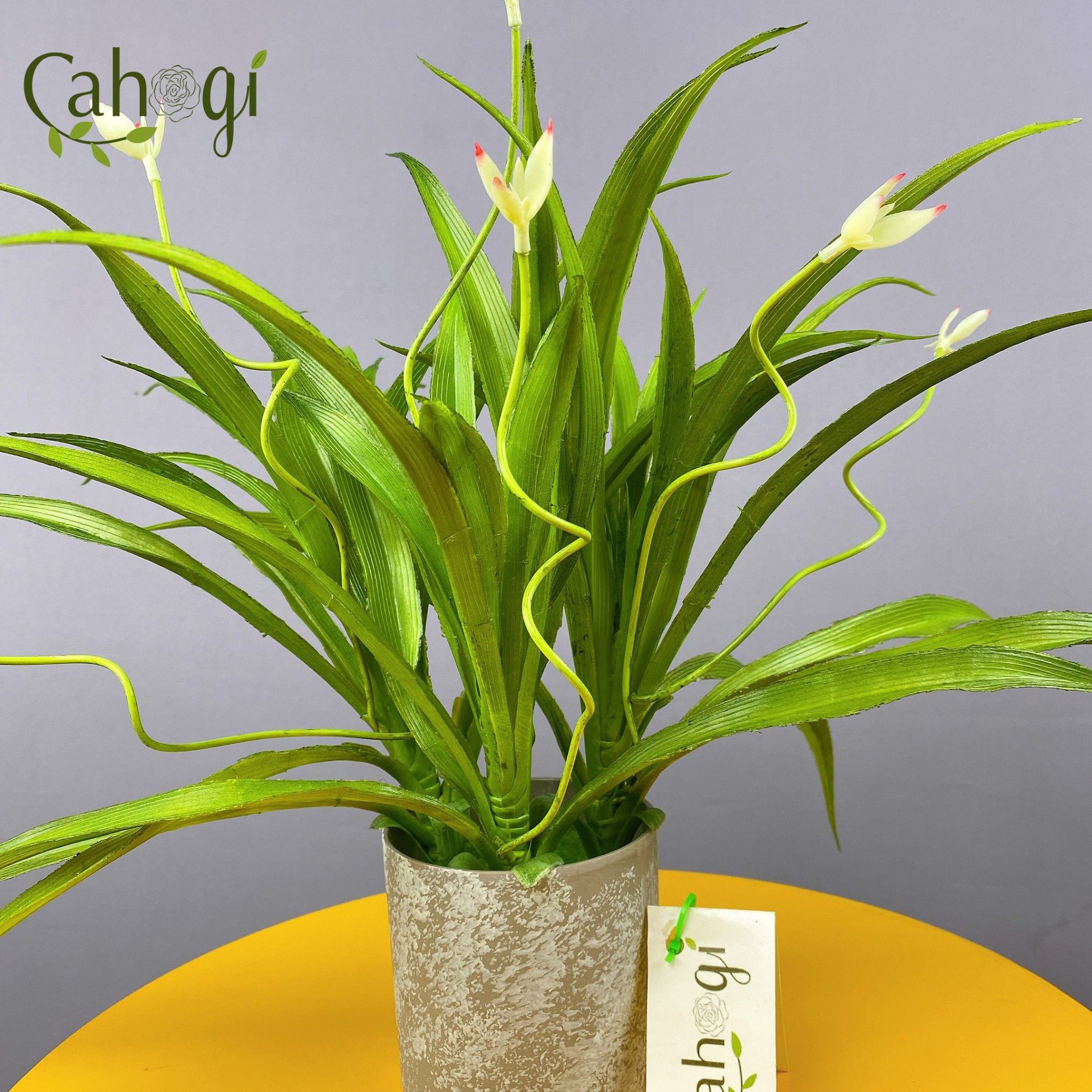 Cay_lan_chi_gia_trang_tri_5