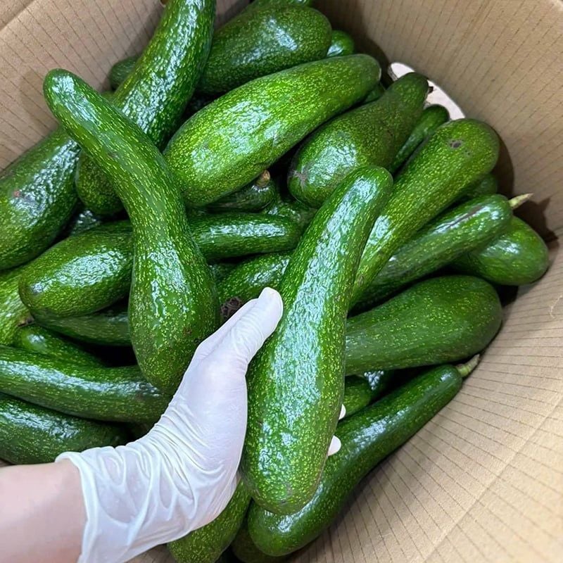  Bơ sáp giống 034 Đà Lạt - kg 
