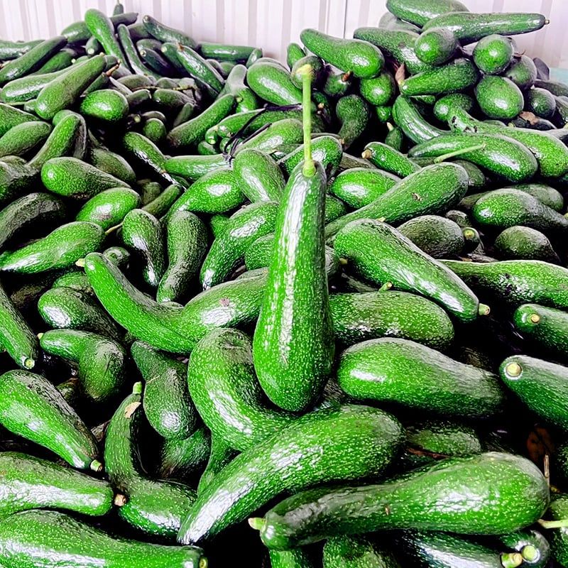  Bơ sáp giống 034 Đà Lạt - kg 