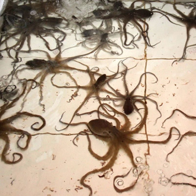  Bạch tuộc tươi sống 