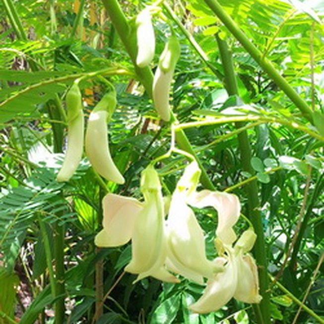 Bông so đũa trắng 