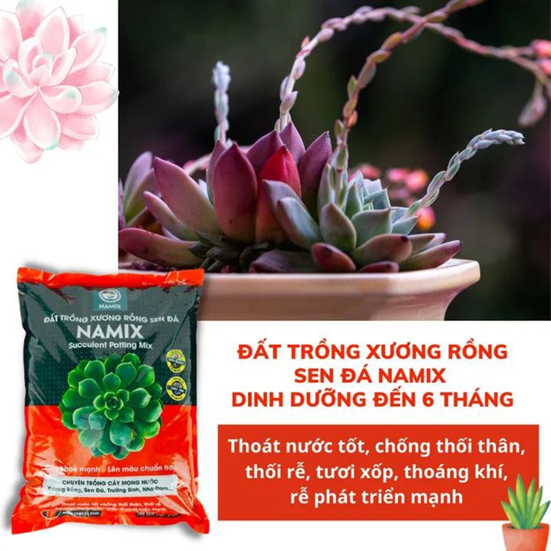  Đất trồng xương rồng sen đá Namix Succulents Potting Mix bao 5 dm3 
