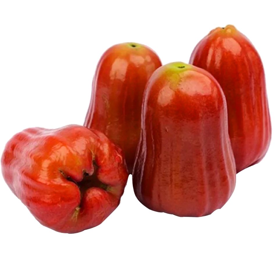  Mận An Phước đặc sản Đồng Tháp giá sỉ 1 kg 