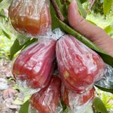  Mận An Phước đặc sản Đồng Tháp giá sỉ 1 kg 