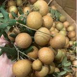  Nhãn xuồng cơm vàng đặc sản Bến Tre 