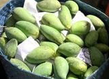  Trái xoài Xiêm đặc sản Vĩnh Long - Kg 
